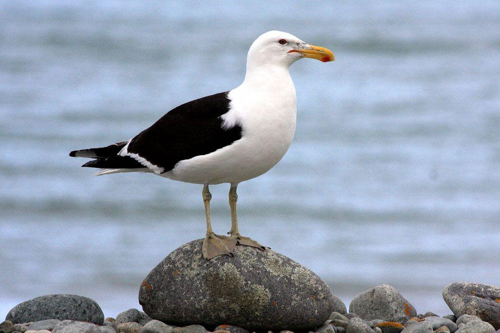 Black Gull Logo - Southern Black Backed Gull. New Zealand Birds Online