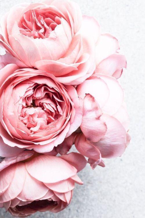 Pink Rose Flower Logo - pink roses | Floral Inspiration | Flowers, Peonies, Beautiful flowers