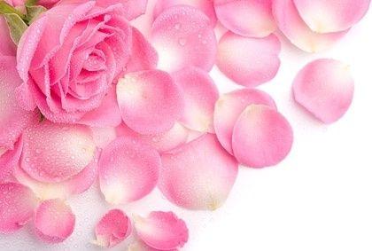 Pink Rose Flower Logo - Light pink rose flower images free stock photos download (18,251 ...