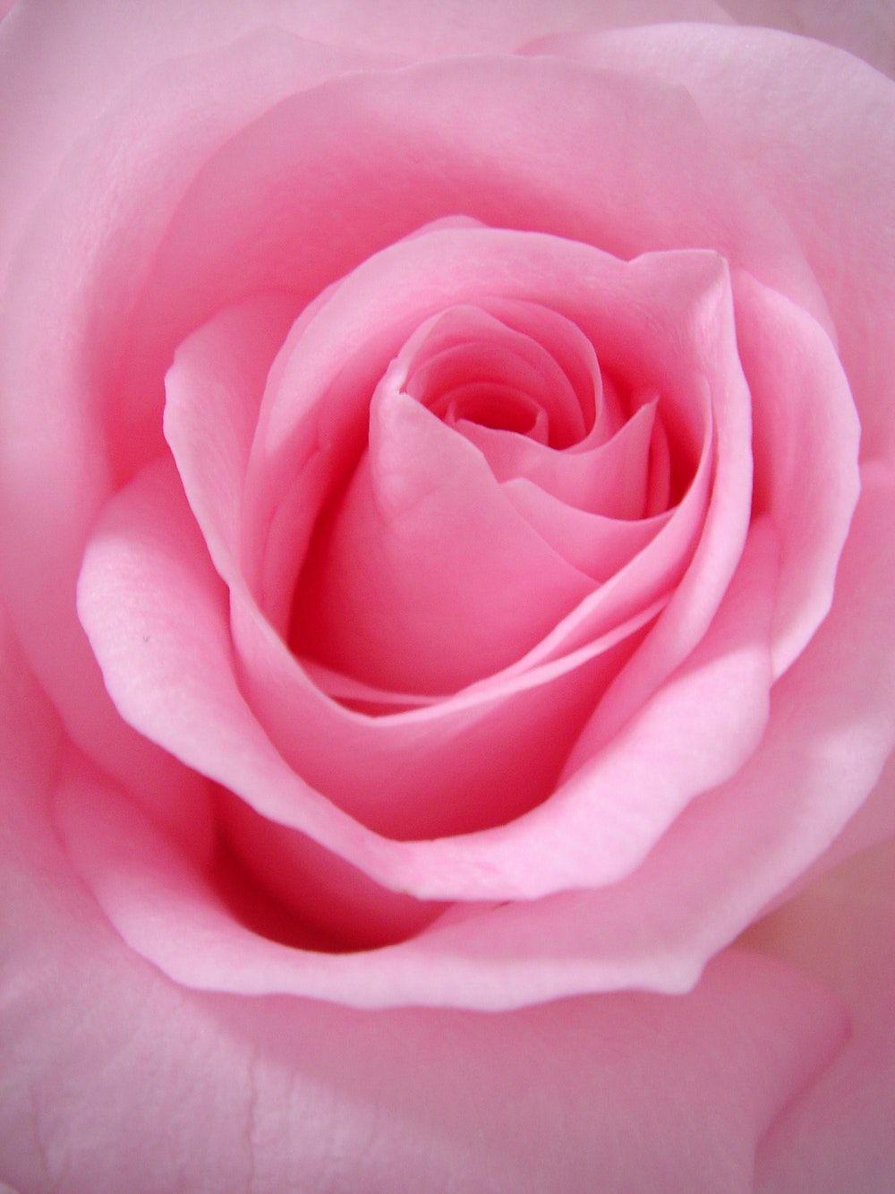 Pink Rose Flower Logo - 100+ Pink Flower Pictures | Download Free Images on Unsplash