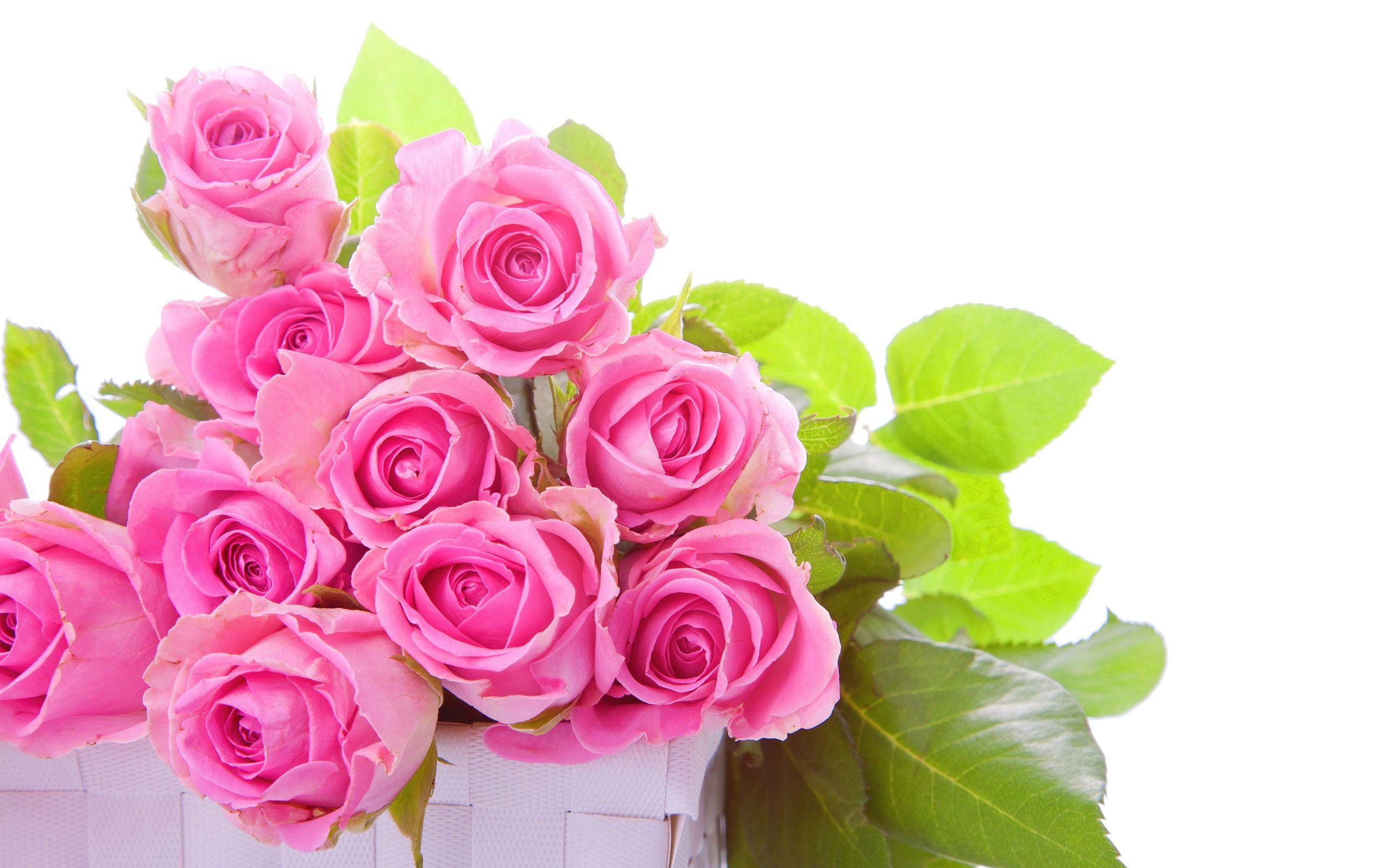 Pink Rose Flower Logo - Pink Rose Pictures download free | PixelsTalk.Net