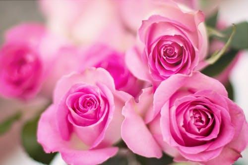 Pink Rose Flower Logo - 1000+ Engaging Pink Roses Photos · Pexels · Free Stock Photos