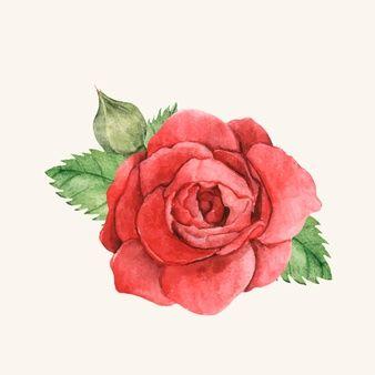 Pink Rose Flower Logo - Rose Vectors, Photos and PSD files | Free Download