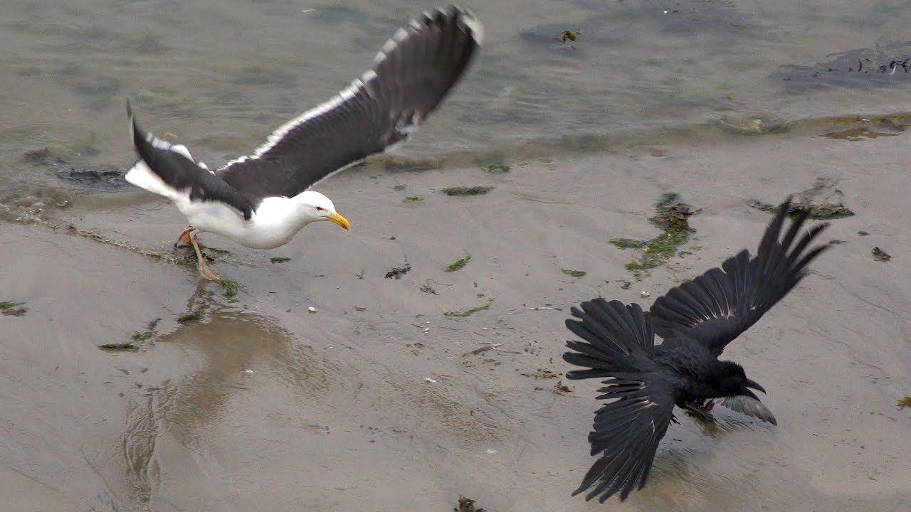 Black Gull Logo - Cornwall - Raven vs Seagulls food fight - UK Wildlife - Great Black ...