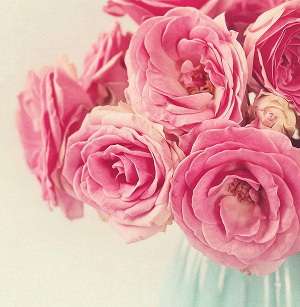 Pink Rose Flower Logo - Pink Rose - History, Varieties and Meaning | Pollen Nation