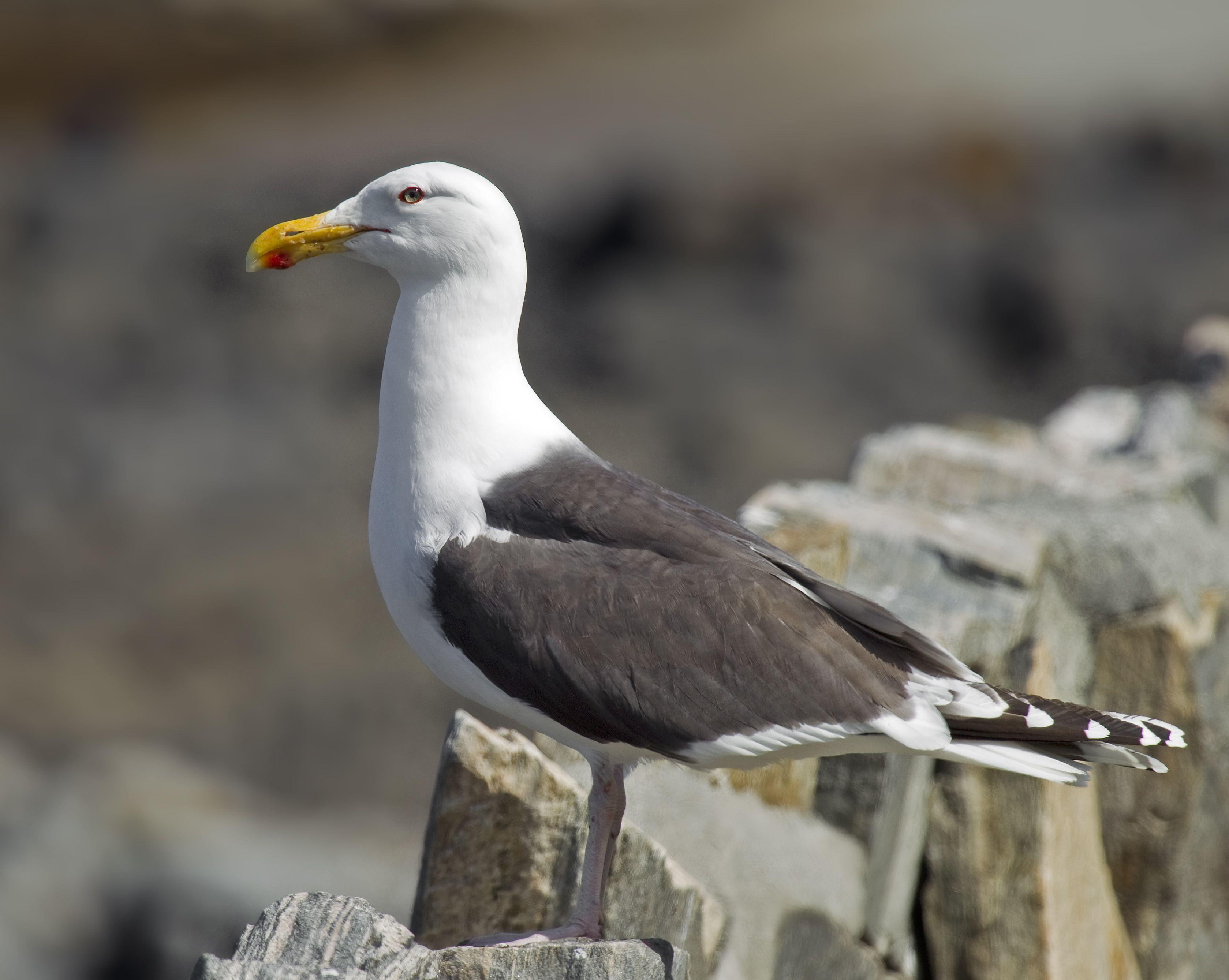 Black Gull Logo - Great black-backed gull