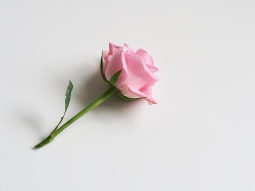 Pink Rose Flower Logo - 1000+ Engaging Pink Roses Photos · Pexels · Free Stock Photos