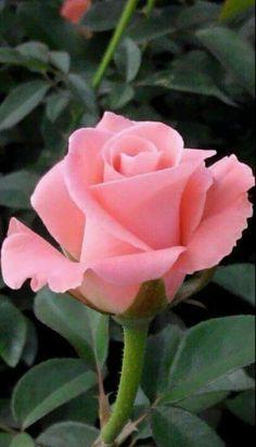 Pink Rose Flower Logo - 360 Best Red & Pink Roses images in 2019 | Beautiful flowers ...