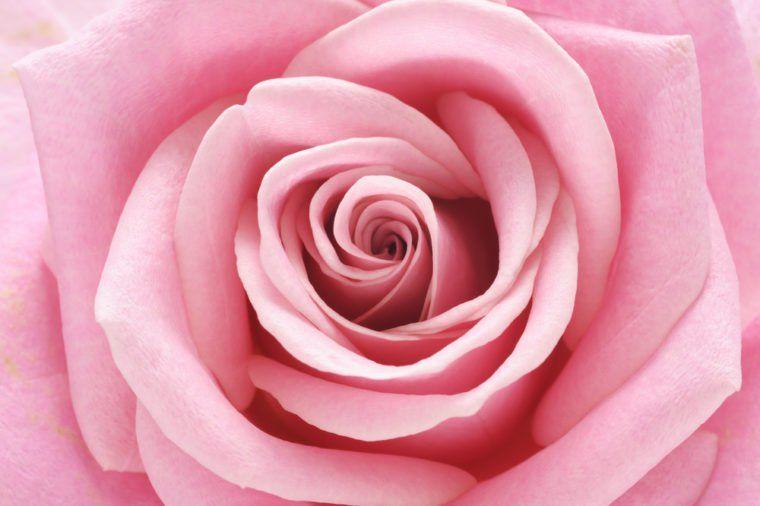 Pink Rose Flower Logo - Rose Color Meanings for Every Color Rose | Reader's Digest