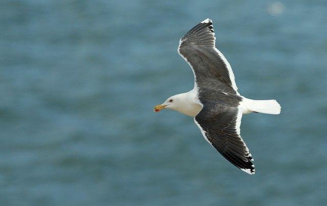 Black Gull Logo - Great Black-backed Gull - eBird