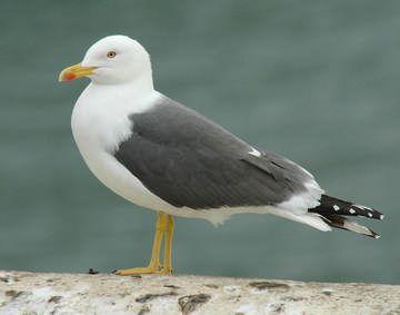 Black Gull Logo - Lesser Black-backed Gull breeding