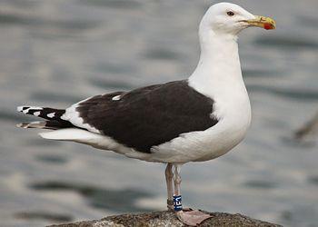 Black Gull Logo - Gull Research Organisation