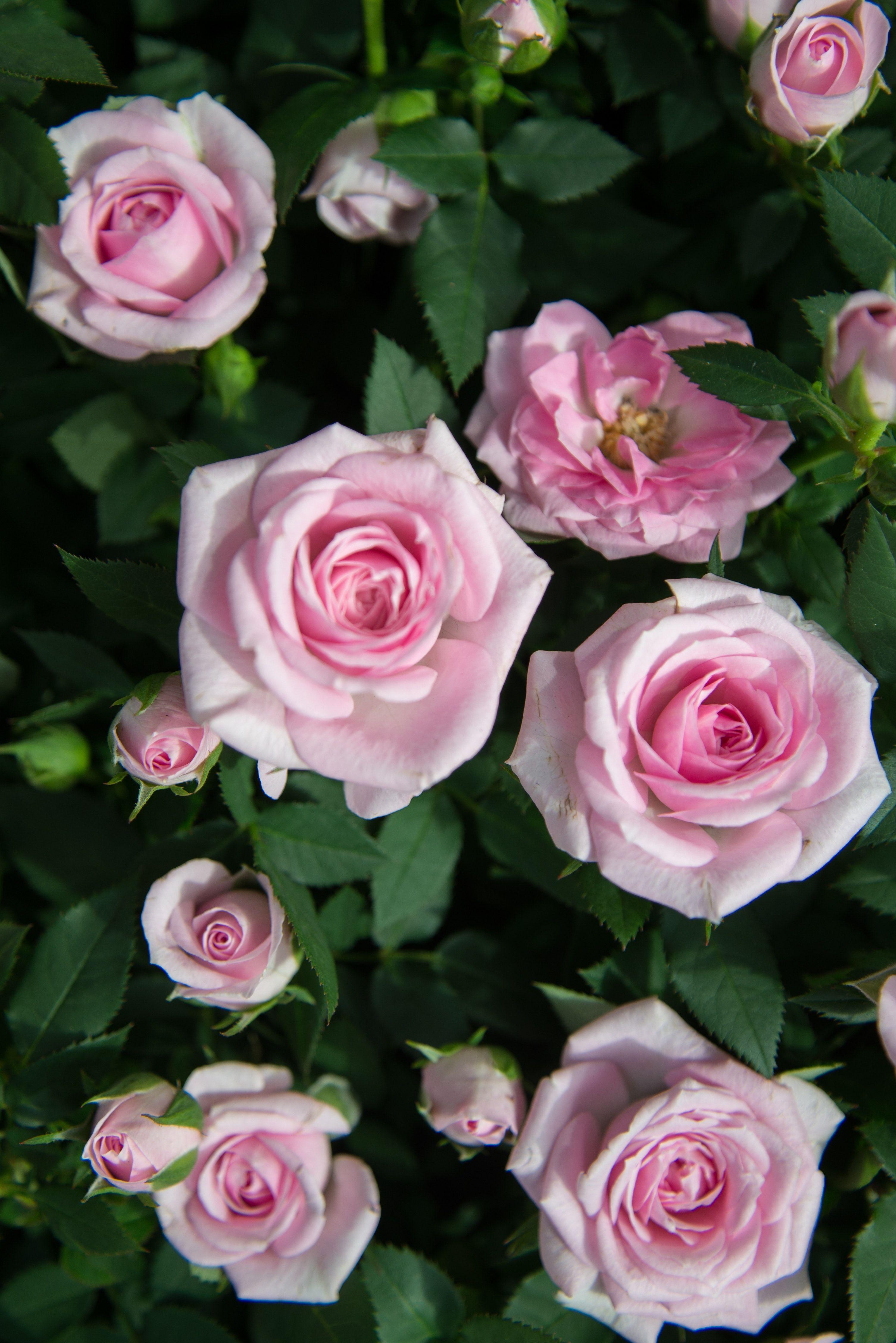 Pink Rose Flower Logo - 1000+ Engaging Pink Roses Photos · Pexels · Free Stock Photos