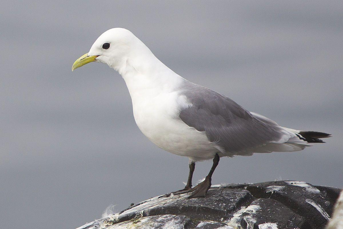 Black Gull Logo - Black-legged kittiwake