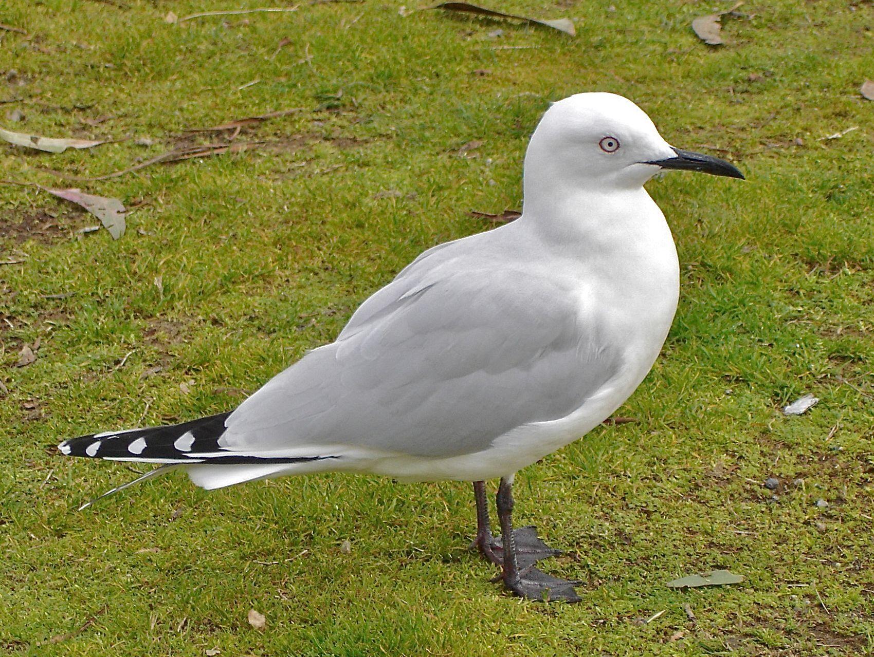 Black Gull Logo - Black-billed gull | New Zealand Birds Online