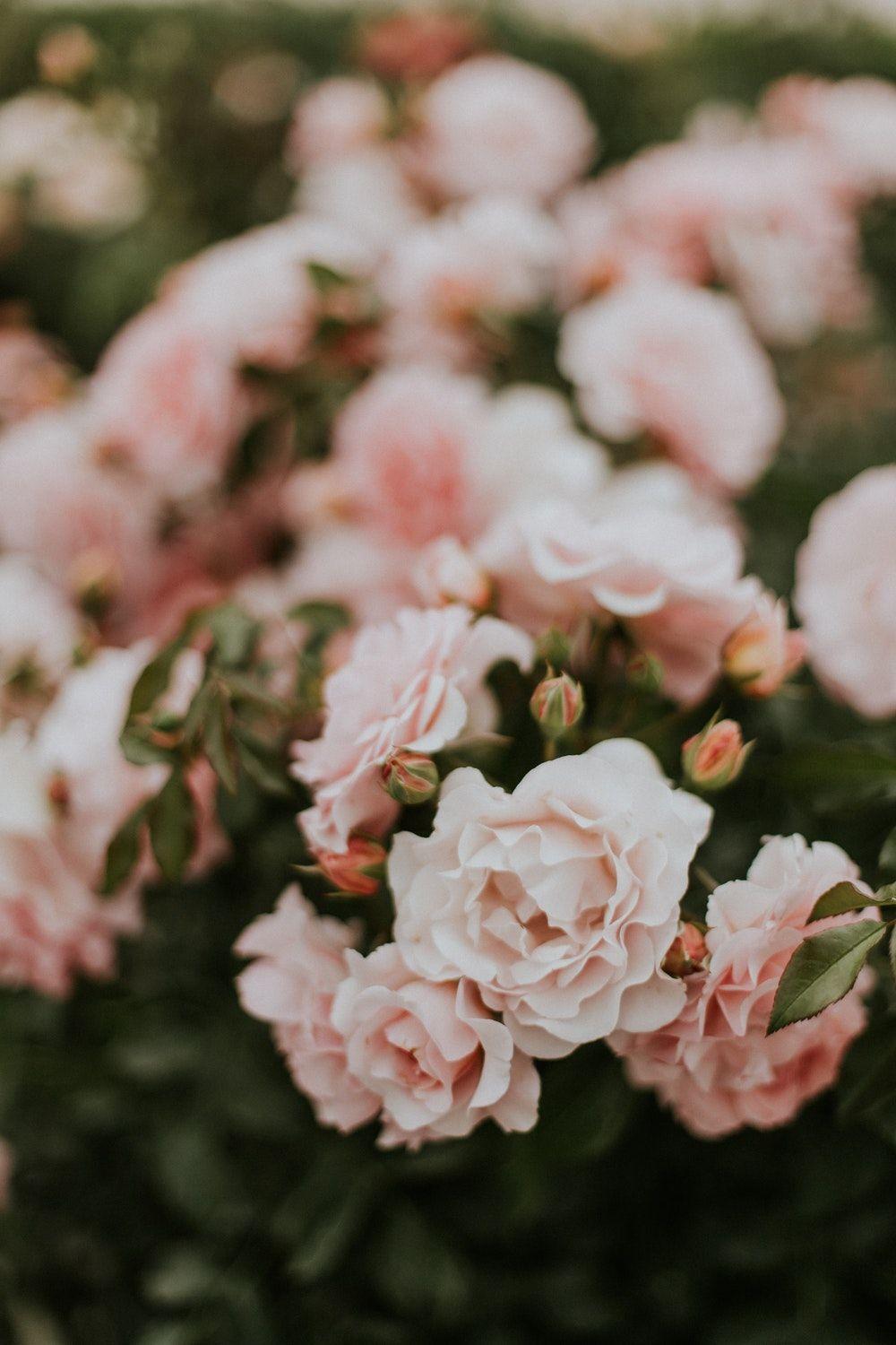 Pink Rose Flower Logo - 100+ Pink Rose Pictures [HD] | Download Free Images & Stock Photos ...
