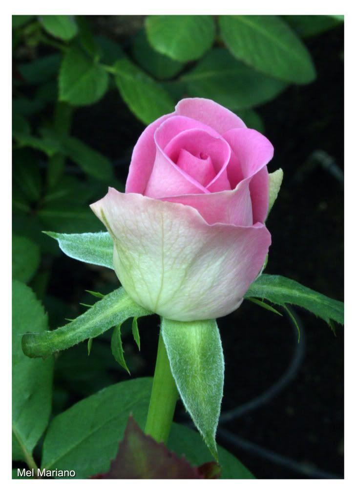 Pink Rose Flower Logo - The Meaning of Pink Roses: Love and Gratitude | Growing Together