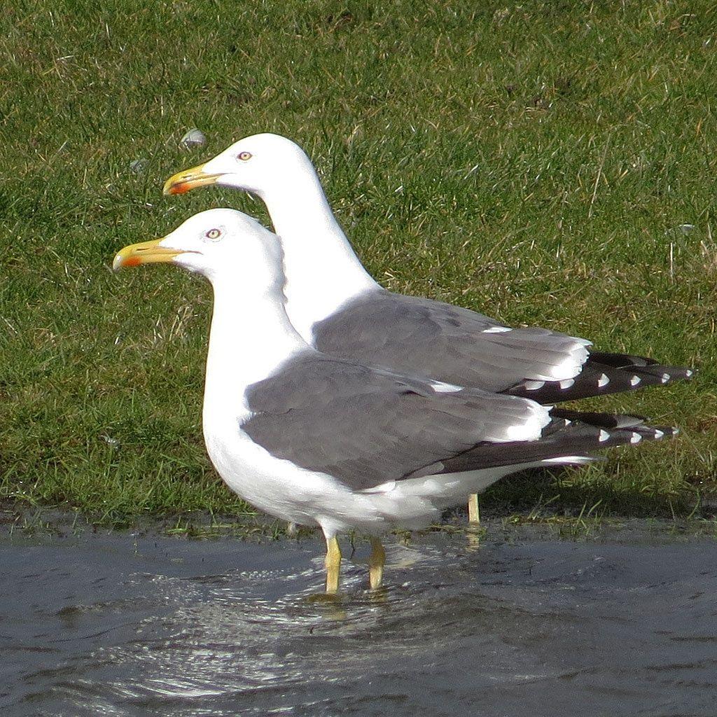 Black Gull Logo - Lesser Black-backed Gull | NatureSpot