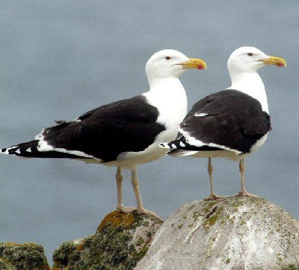 Black Gull Logo - Great Black Backed Gull