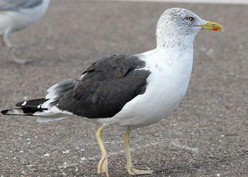 Black Gull Logo - Lesser Black-backed Gull - graellsii & intermedius