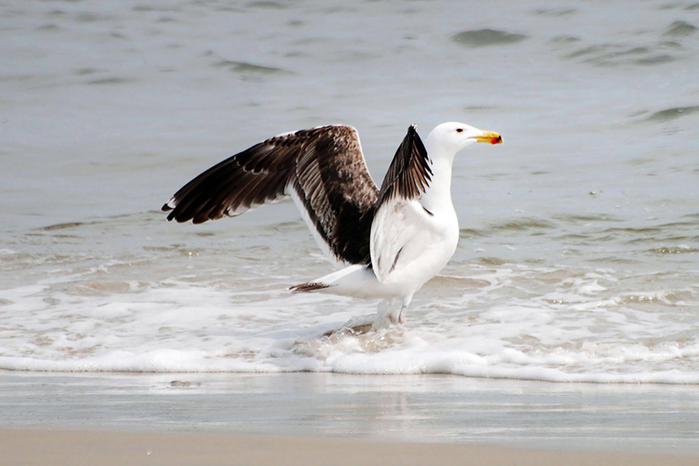 Black Gull Logo - Great Black-backed Gull | Audubon Field Guide