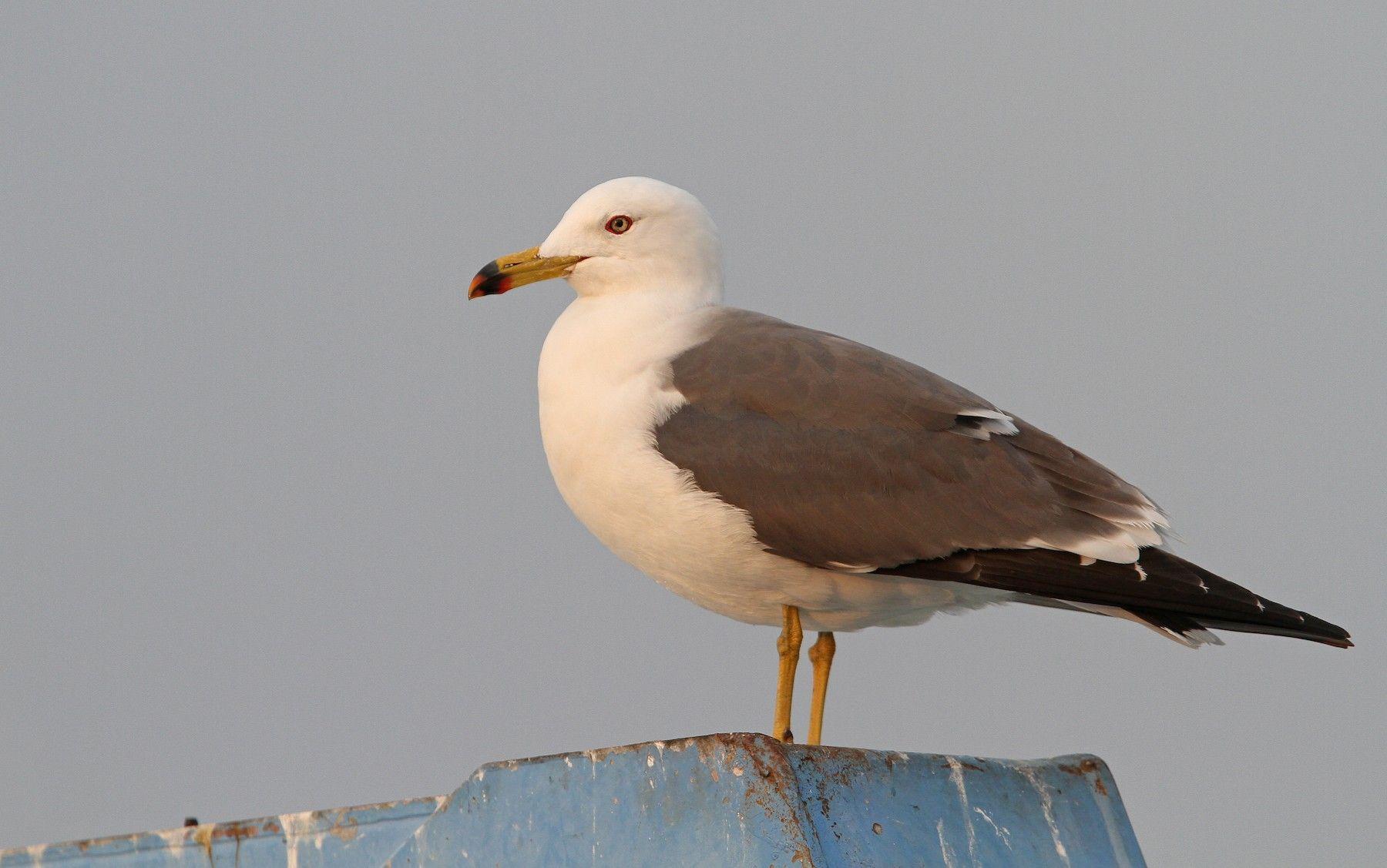 Black Gull Logo - Black-tailed Gull - eBird