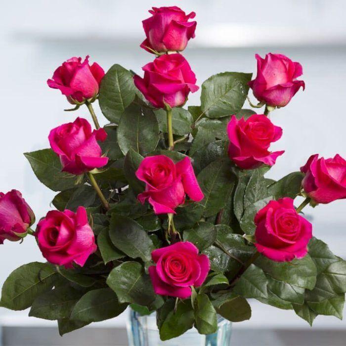 Pink Rose Flower Logo - Hot Pink Roses - Spring In The Air