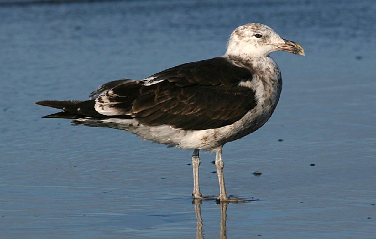 Black Gull Logo - Southern black-backed gull | New Zealand Birds Online