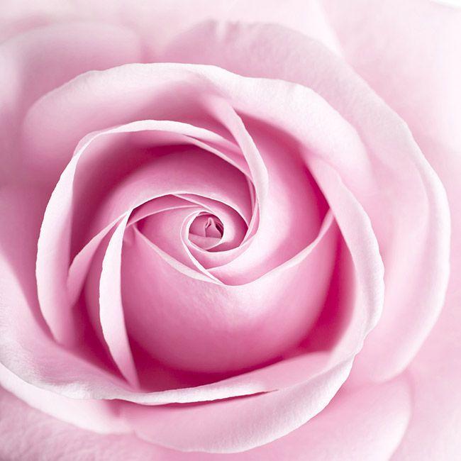 Pink Rose Flower Logo - Pink Rose - History, Varieties and Meaning | Pollen Nation
