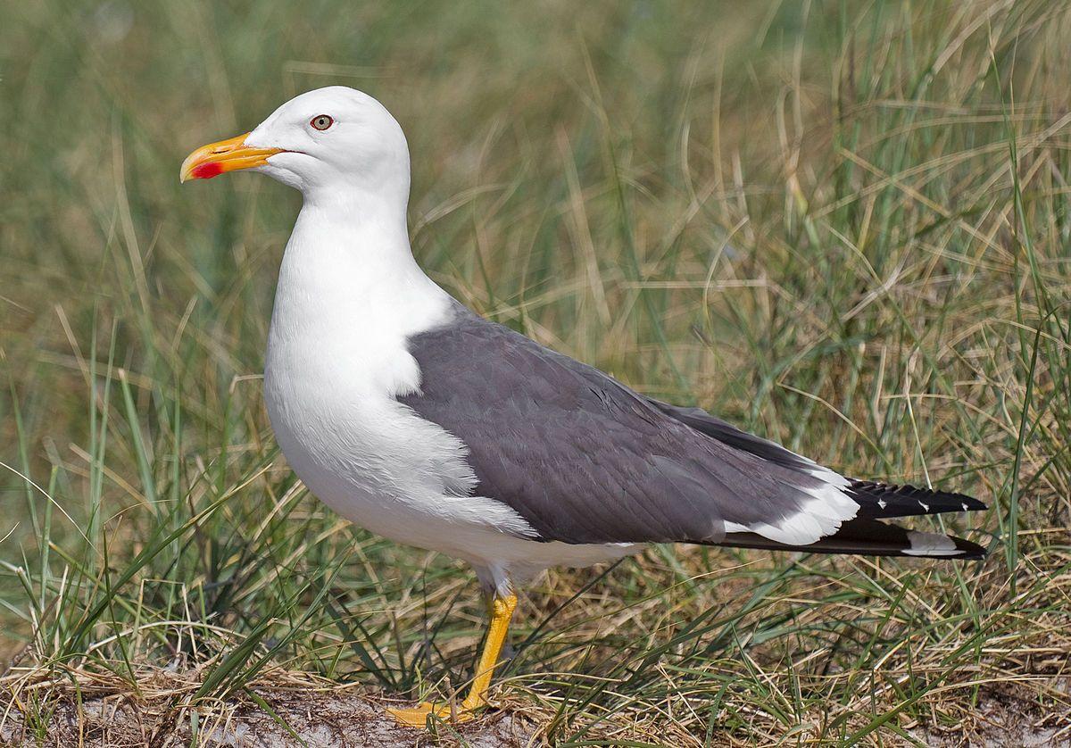 Black Gull Logo - Lesser black-backed gull