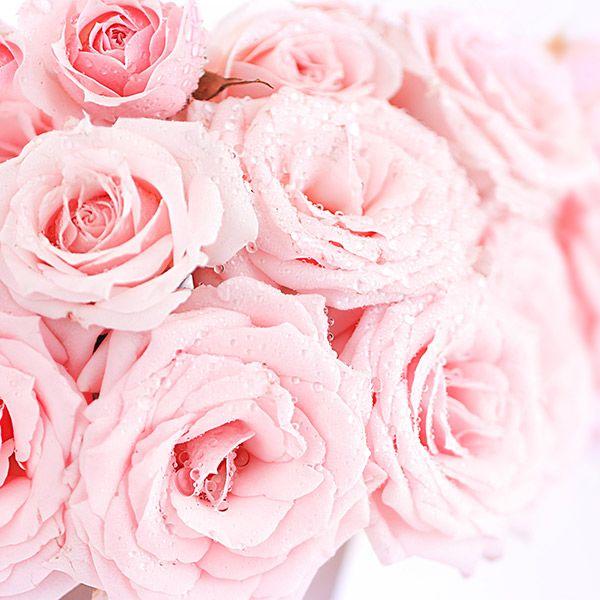 Pink Rose Flower Logo - Pink Rose - History, Varieties and Meaning | Pollen Nation