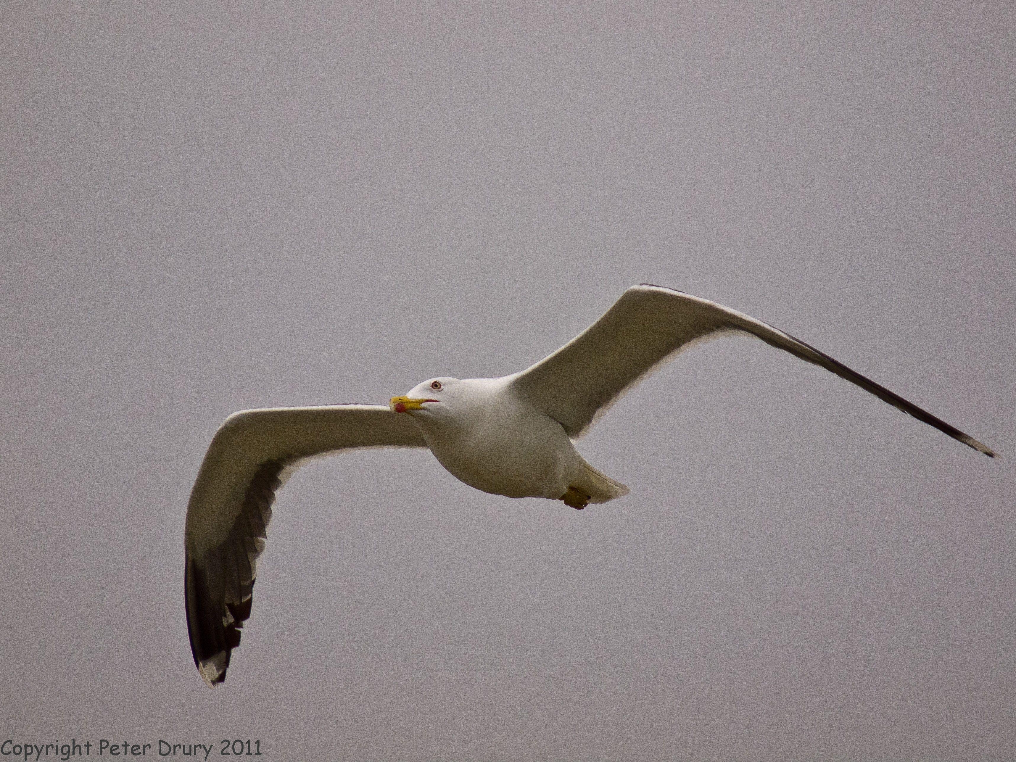 Black Gull Logo - Gulls (Laridae)