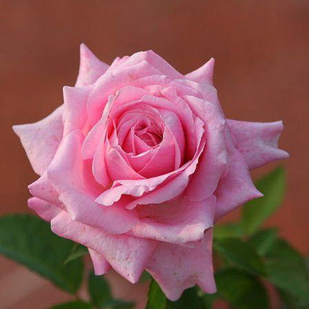 Pink Rose Flower Logo - 25 Most Beautiful Pink Roses In The World