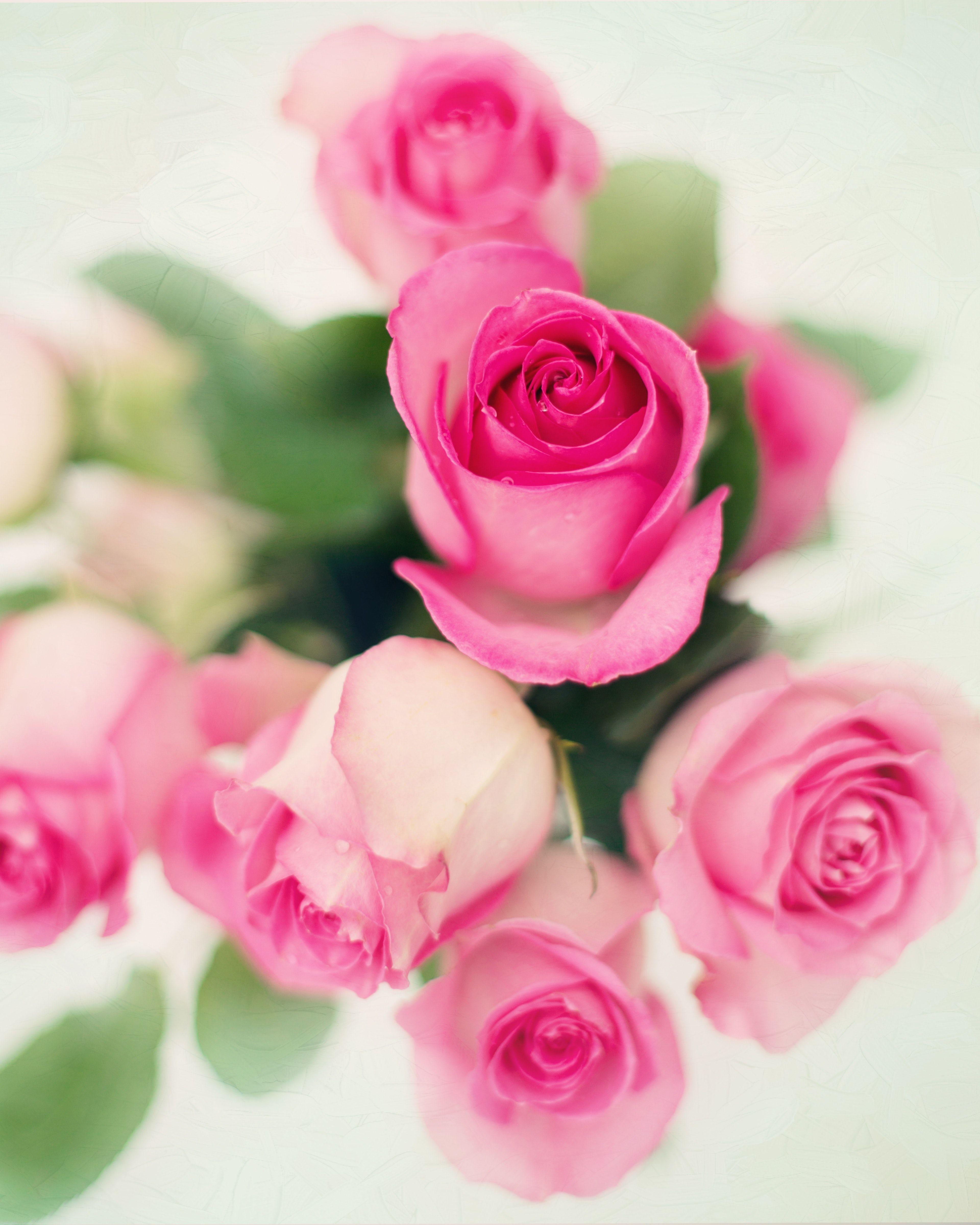 Pink Rose Flower Logo - Rose Images · Pexels · Free Stock Photos