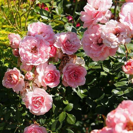 448x448 - JPG - Most Beautiful Pink Roses In The World Pink Rose Flower Logo - Most Beautiful Pink Roses In The World