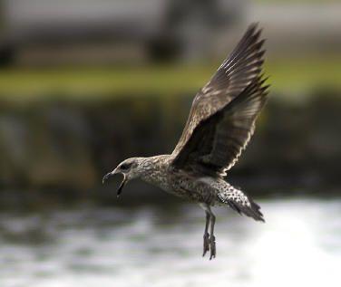 Black Gull Logo - Black Backed Gull - Tiritiri Matangi Project