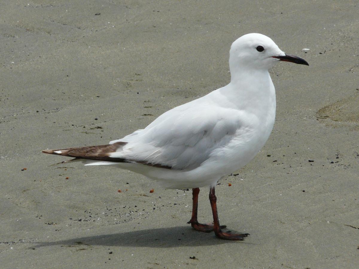 Black Gull Logo - Black Billed Gull. New Zealand Birds Online