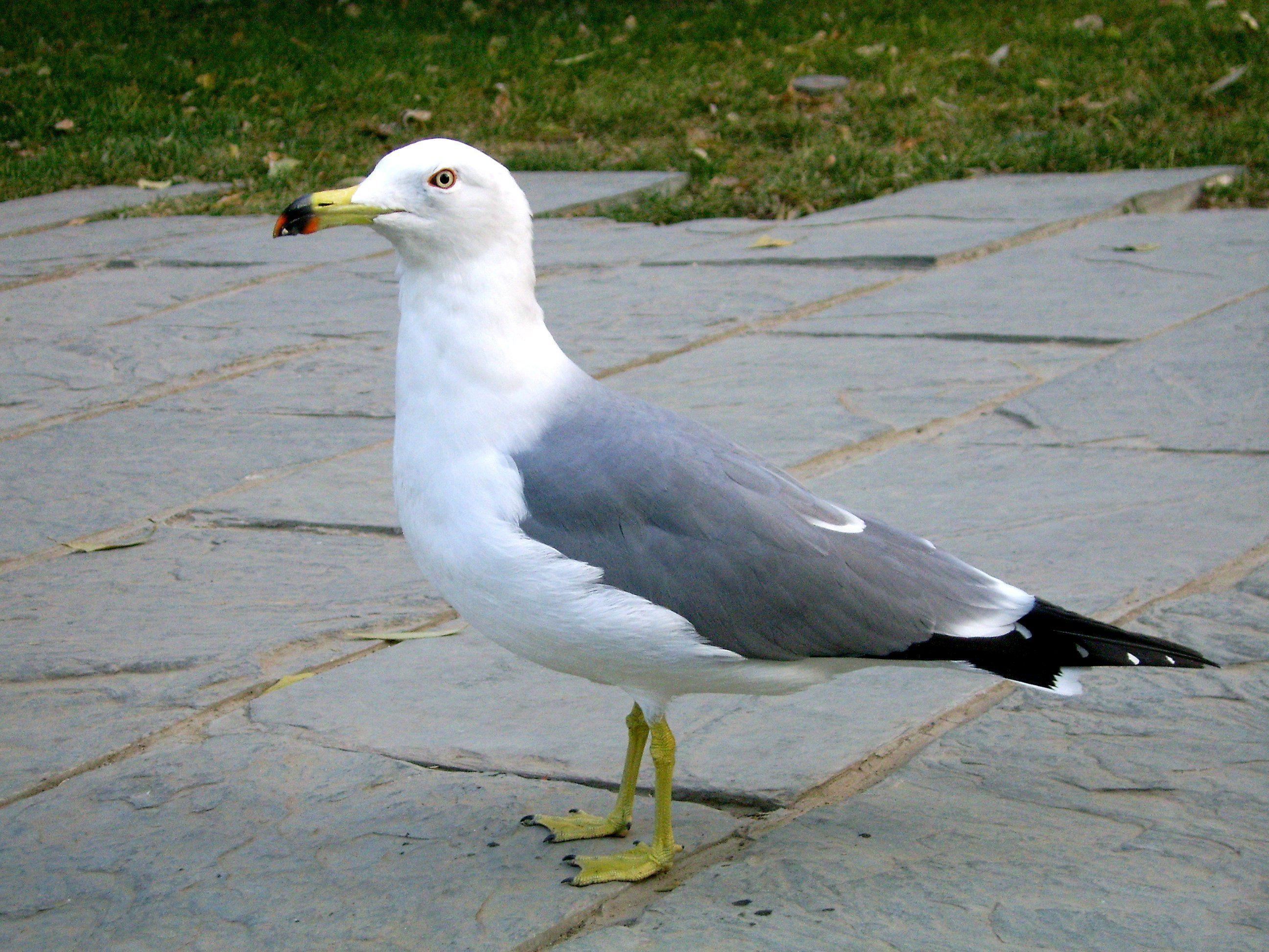 Black Gull Logo - Black-tailed gull