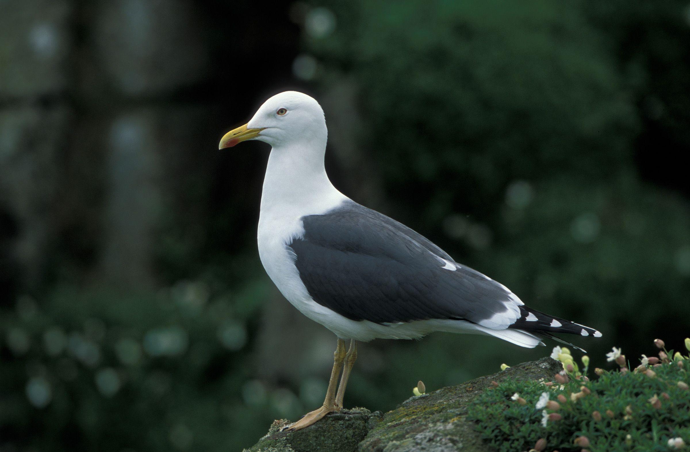 Black Gull Logo - Lesser Black-backed Gull | Audubon Field Guide