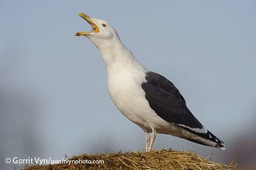 Black Gull Logo - Great Black Backed Gull And Vocal Behavior. Birds Of North