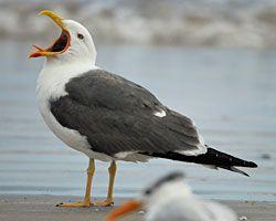 Black Gull Logo - Lesser Black Backed Gull