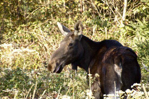 Virginia Moose Logo - Island orchard owner vexed by Virginia, the apple-munching moose ...