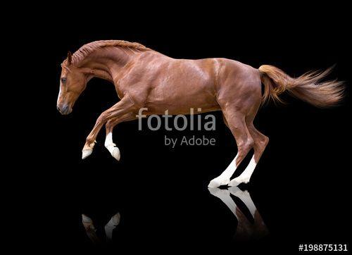 Black and Red Horse Logo - Red horse with white legs jumping isolated on black background