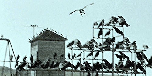 Alfred Hitchcock's the Birds Logo - Alfred hitchcock the birds cinema GIF on GIFER - by Modilore