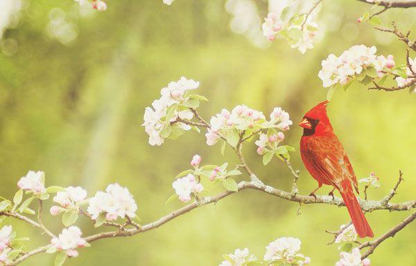 Red and a Red Bird Logo - The Meaning of a Red Cardinal Sighting | California Psychics