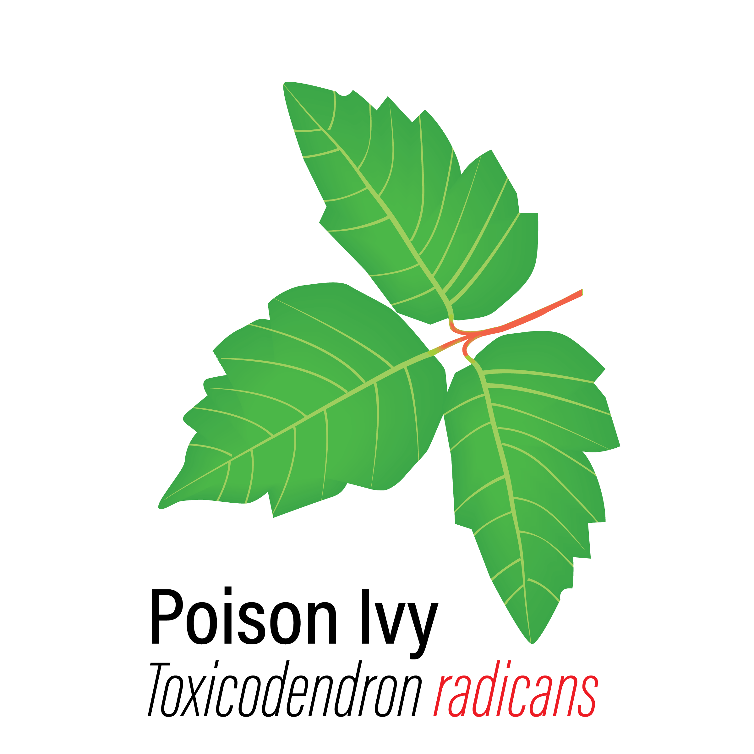 Ivy Leaves Logo Logodix
