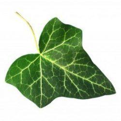 Ivy Leaves Logo - Cropped Cropped Ivy Logo