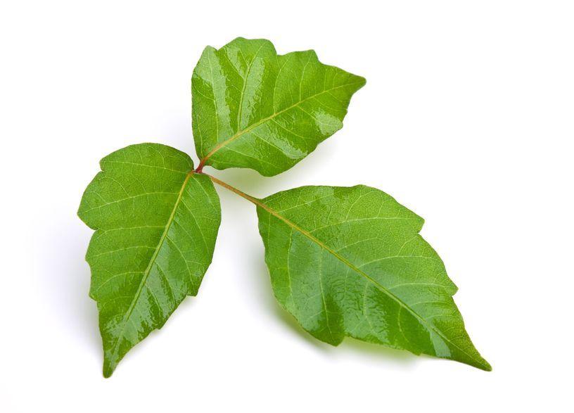 Ivy Leaves Logo - What to Know about Poison Ivy, Oak & Sumac | Beyond Urgent Care