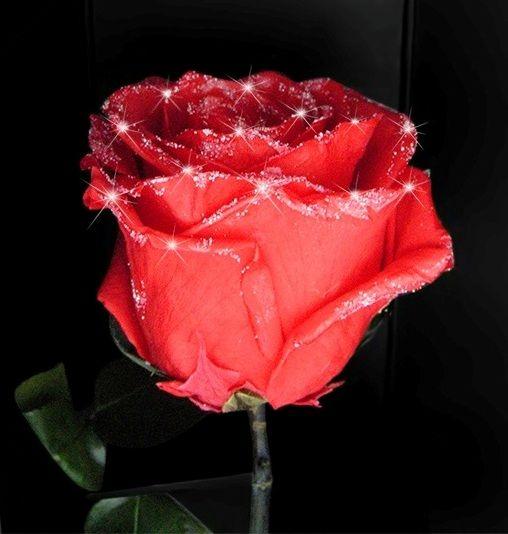 Diamond Roses Logo - What is the best affordable and surprising gift forever?