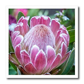 Pink White and Blue Mountains Logo - Amazon.com: 3dRose DanielaPhotography - Nature, Macro - Pink Protea ...